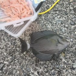 1週間の阿南ライトゲームの釣果