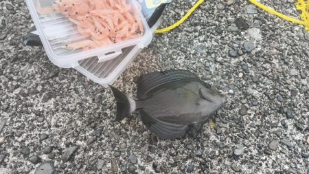 1週間の阿南ライトゲームの釣果