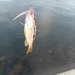 小松島ライトデイゲーム