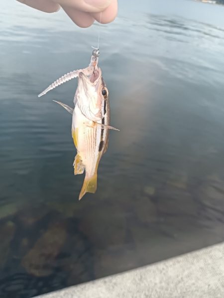 小松島ライトデイゲーム