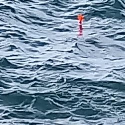 2025秋の青物シーズン開幕