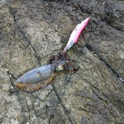 第二回2025秋エギング