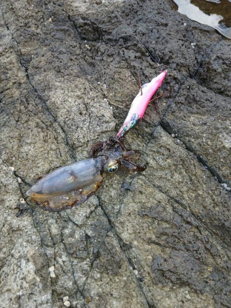 第二回2025秋エギング