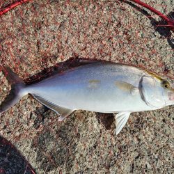 のませでヒラスズキ！シオ！