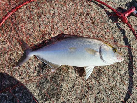 のませでヒラスズキ！シオ！