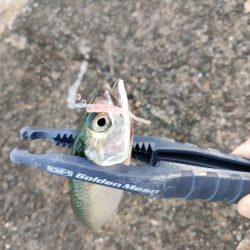 今シーズン初釣行＆初釣果