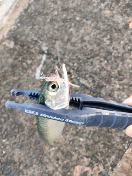 今シーズン初釣行＆初釣果