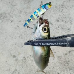 今シーズン2回目釣行はチャリで