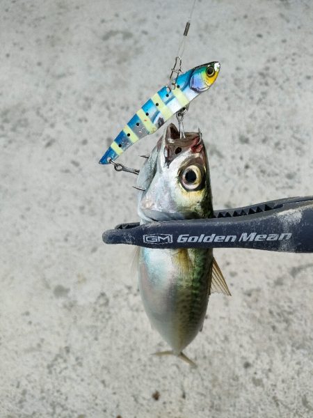 今シーズン2回目釣行はチャリで