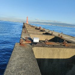 9月最終日にサゴシ