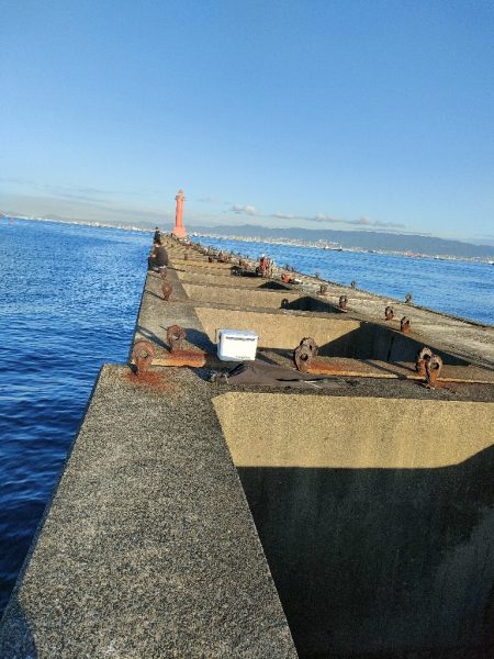 9月最終日にサゴシ