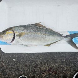 のませ釣りでハマチとシオ