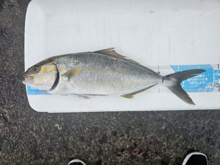 のませ釣りでハマチとシオ