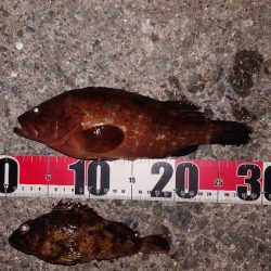 電気ウキ釣り 11