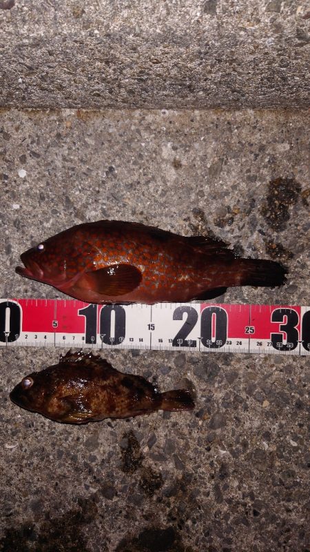 電気ウキ釣り 11