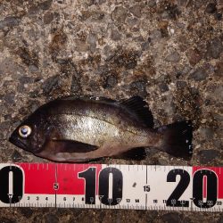 電気ウキ釣り 12