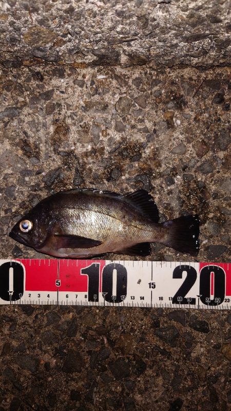 電気ウキ釣り 12