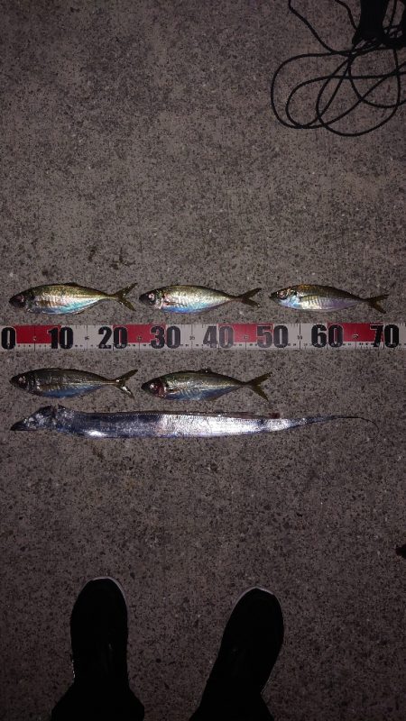 電気ウキ釣り 13