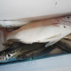 ありがたいお土産