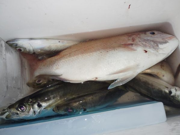 ありがたいお土産