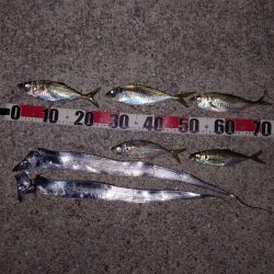 電気ウキ釣り 14