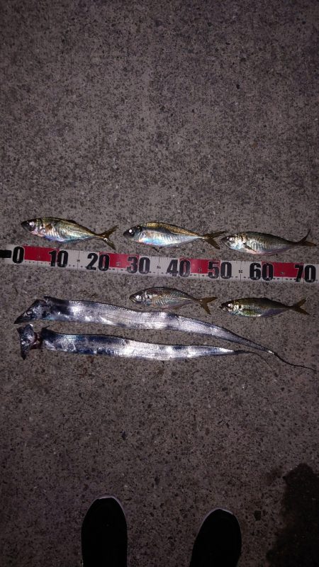 電気ウキ釣り 14