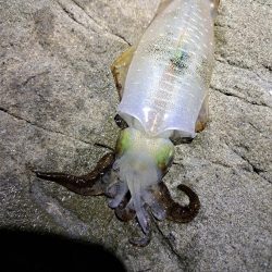 今年初エギング