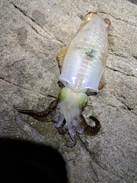 今年初エギング