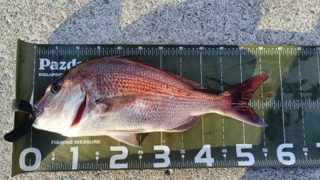 久しぶりの大阪湾