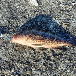 和歌山ナイトエギング