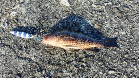 和歌山ナイトエギング