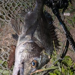 8月ラストチニングは敷石ナイトゲーム