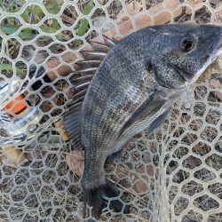 広島チニング壁際サイトフィッシュ