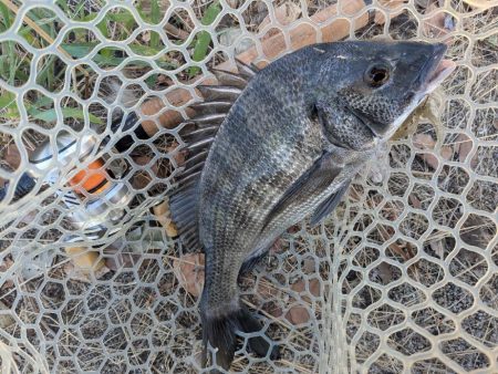 広島チニング壁際サイトフィッシュ