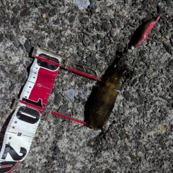 台風後でも濃いのは濁りだけ