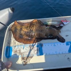 沖のアオリも数少ない？