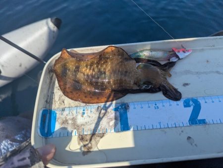 沖のアオリも数少ない？