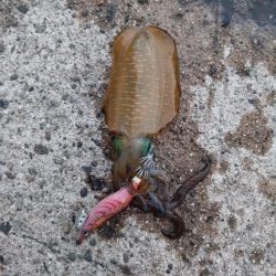 日本海エギング