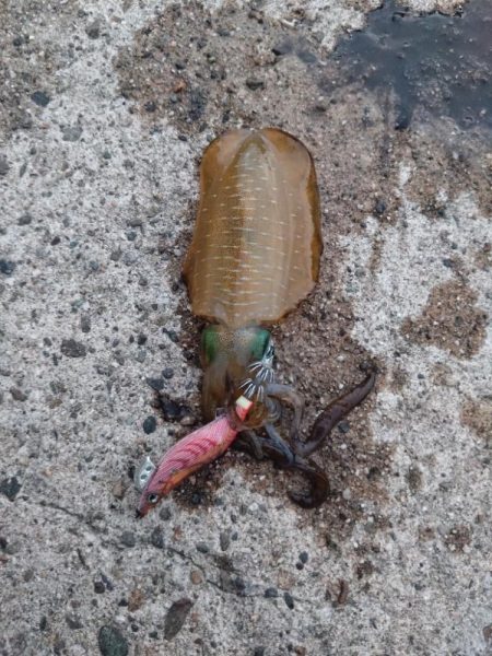 日本海エギング