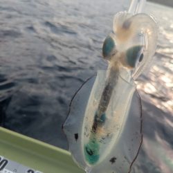 今年はサイズ関係なく深い