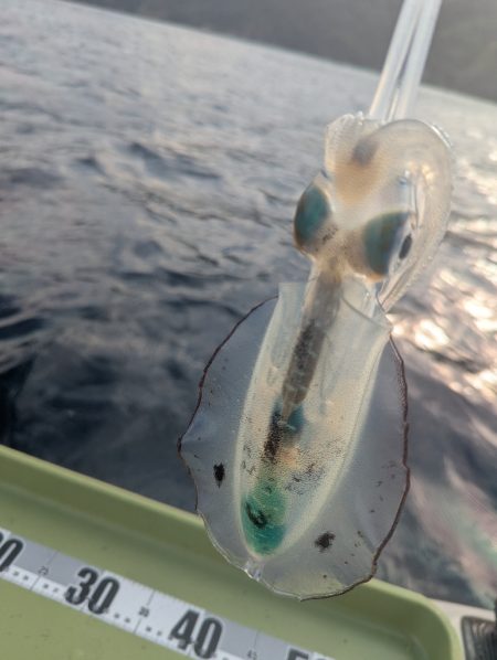 今年はサイズ関係なく深い