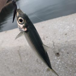 広島ライトゲーム8目47匹！