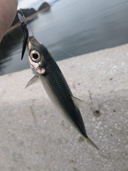 広島ライトゲーム8目47匹！