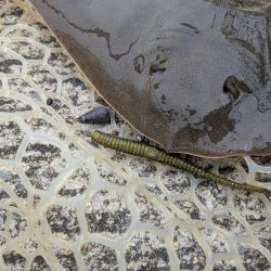 広島チニングイベント「回数杯」参戦！