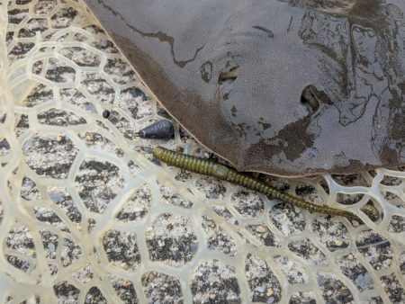 広島チニングイベント「回数杯」参戦！