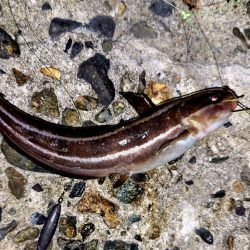 まだサイズが小さい