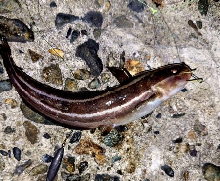 まだサイズが小さい