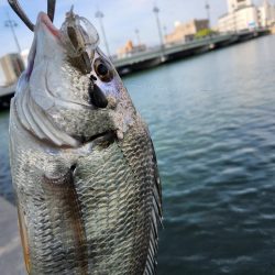 丸1日広島河川チニング