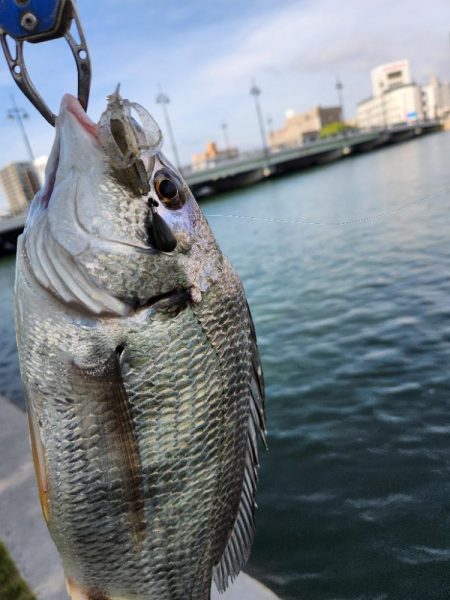 丸1日広島河川チニング