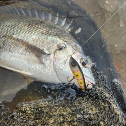 トップチニング